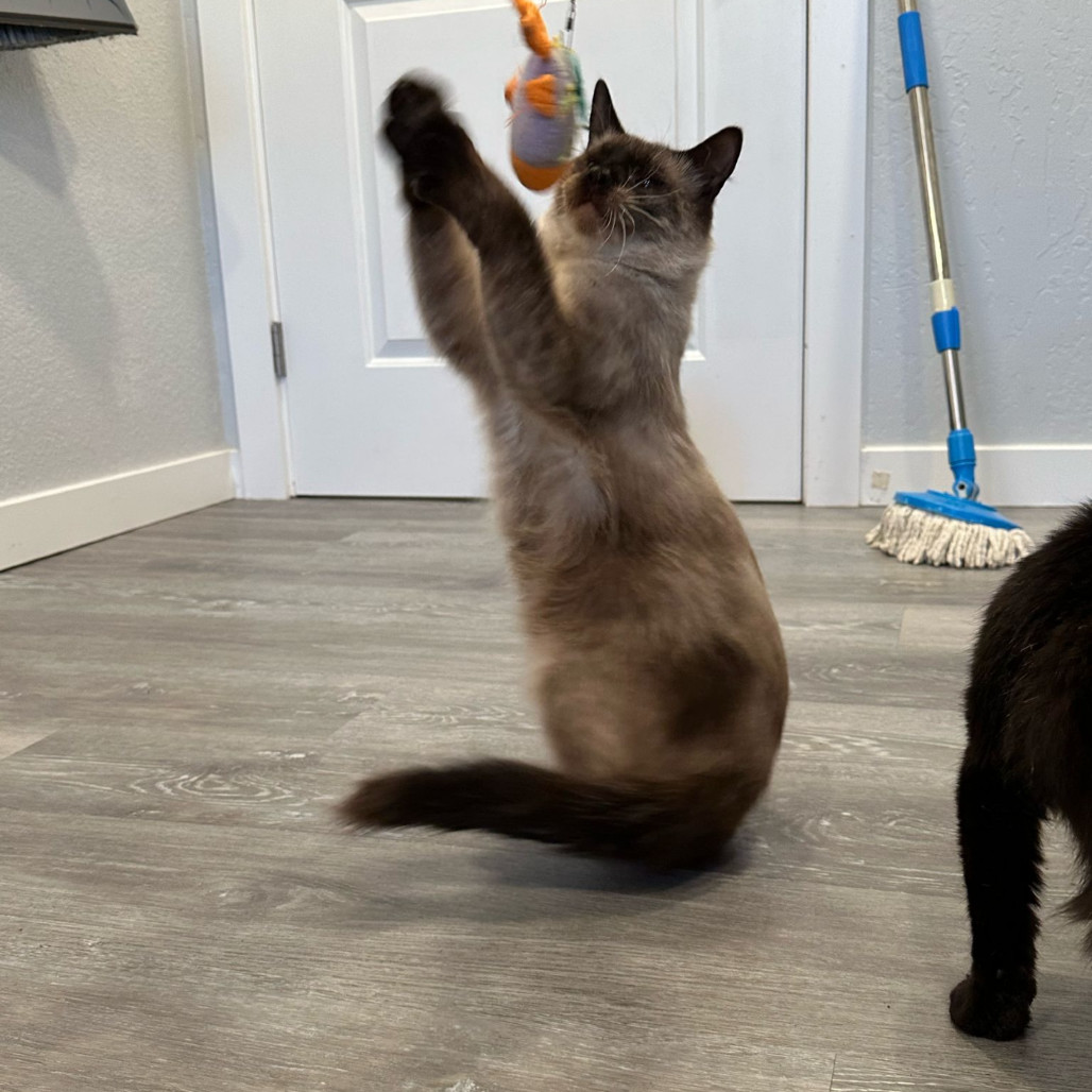 Daryl, an adoptable Domestic Long Hair in Talent, OR, 97540 | Photo Image 2