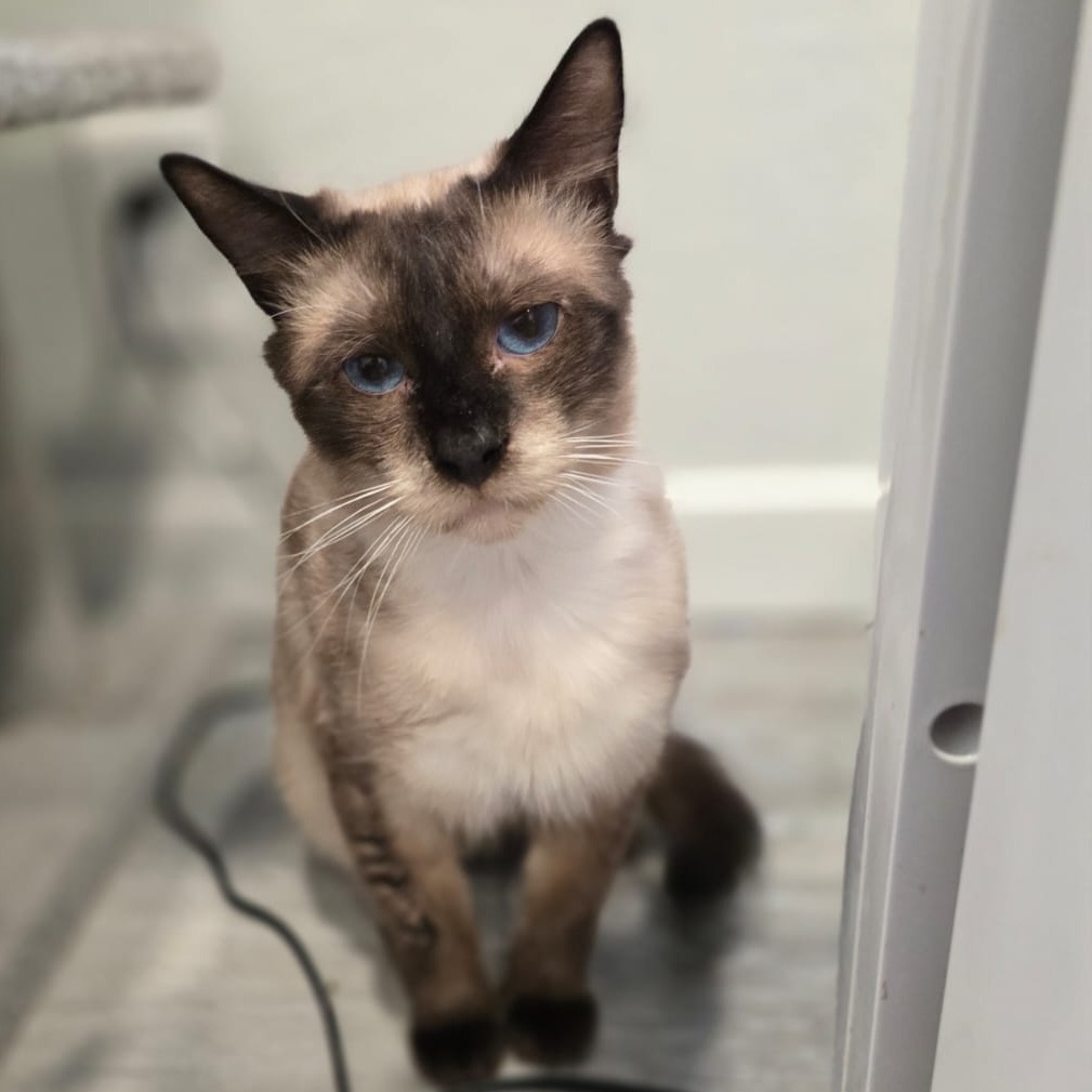 Daryl, an adoptable Domestic Long Hair in Talent, OR, 97540 | Photo Image 3