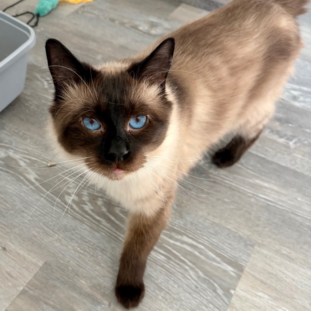 Daryl, an adoptable Domestic Short Hair in Talent, OR, 97540 | Photo Image 4