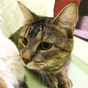 Peanut
