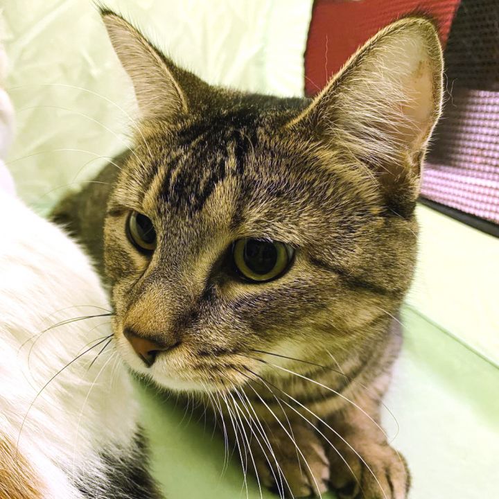 Peanut 1