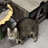 Peanut photo 4
