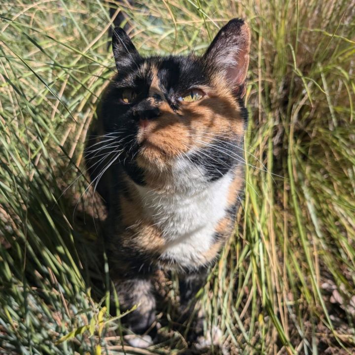 Patches 2