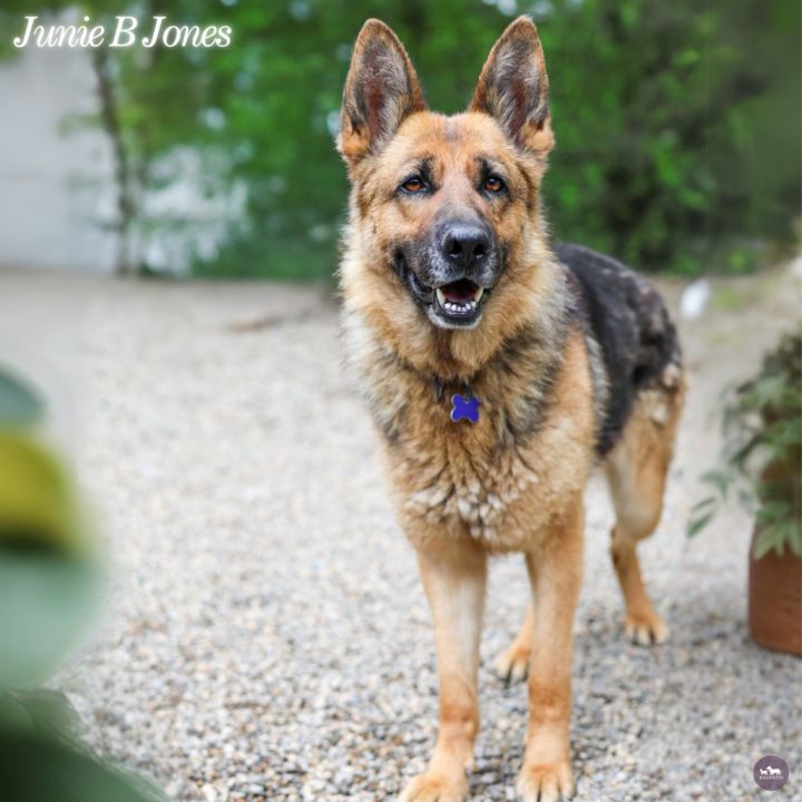 Junie B Jones 1