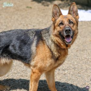 Junie B Jones, Adult Female German Shepherd Dog