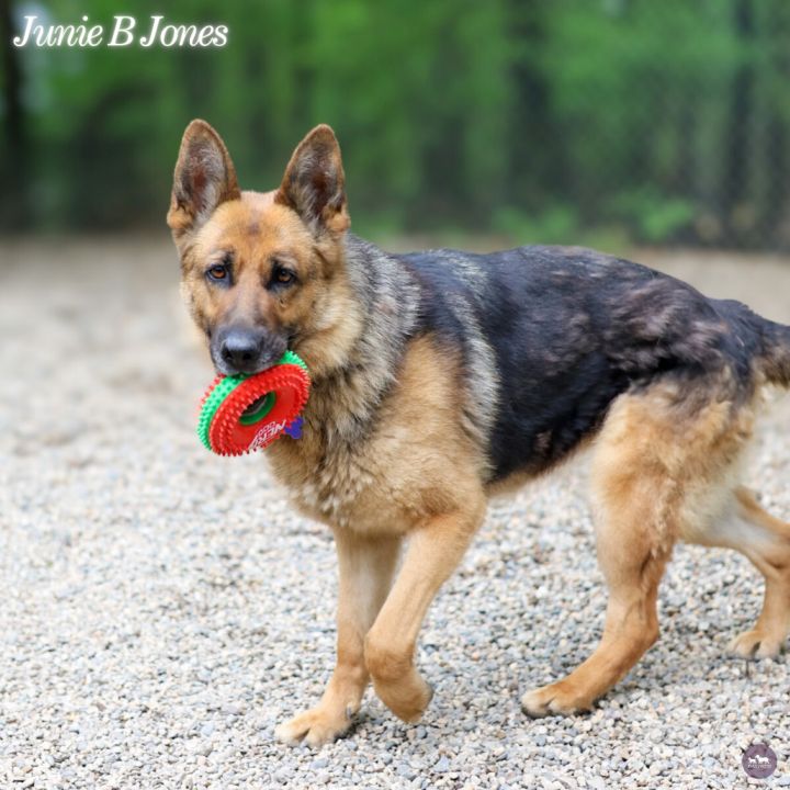 Junie B Jones 3