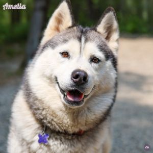 Amelia Bedelia, Adult Female Husky