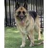 Willow - ECAS photo 3