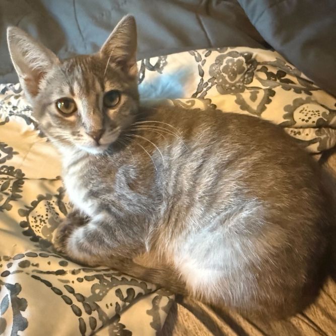 Galinda