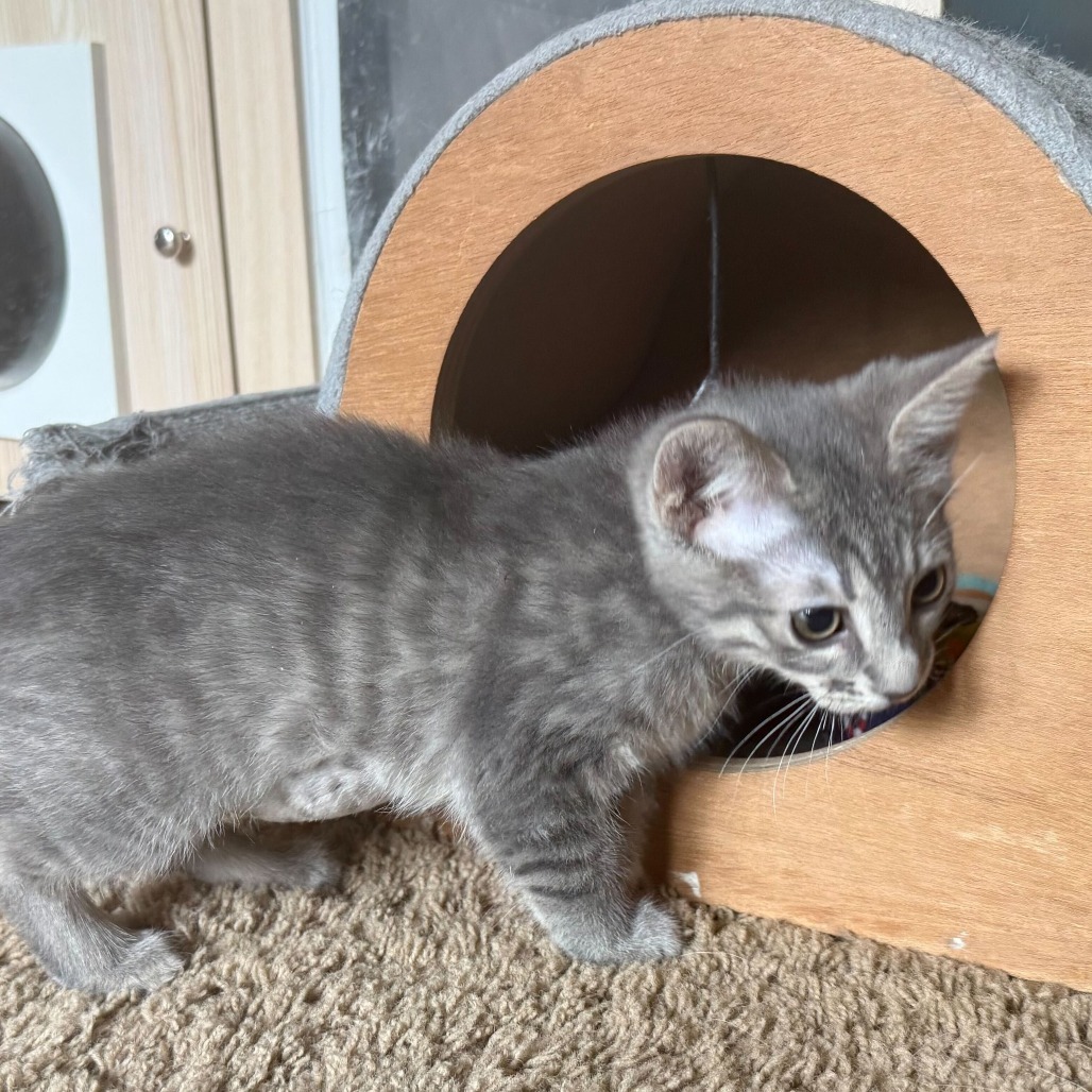 Galinda, an adoptable Domestic Short Hair in Boulder, CO, 80304 | Photo Image 2