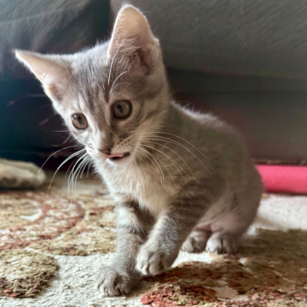 Galinda, an adoptable Domestic Short Hair in Boulder, CO, 80304 | Photo Image 3