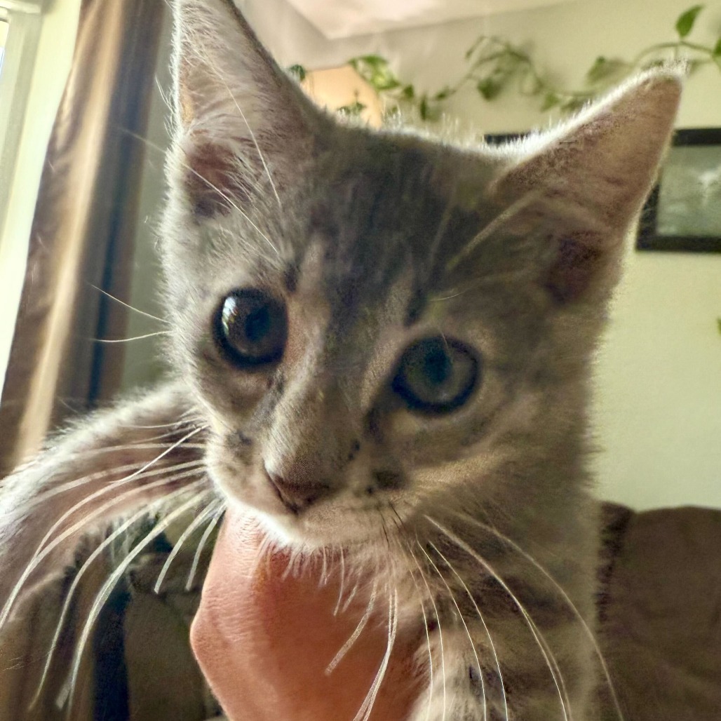 Galinda, an adoptable Domestic Short Hair in Boulder, CO, 80304 | Photo Image 4
