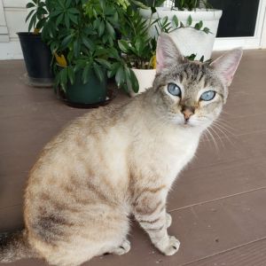Ms Darcy