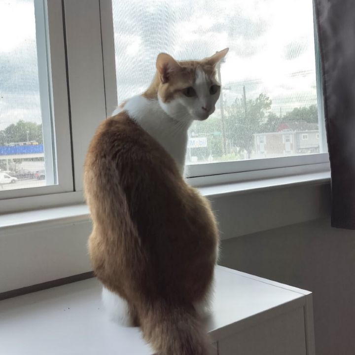 Biskit 1
