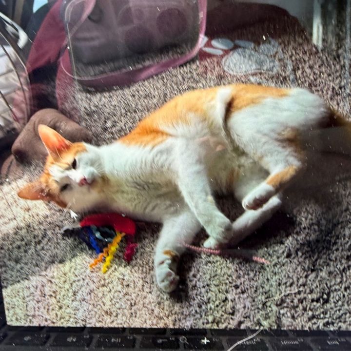 Biskit 2