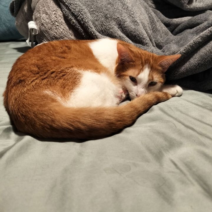 Biskit 3