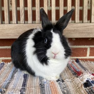 Beau