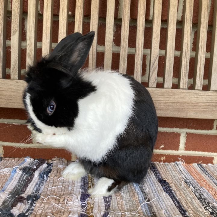 Beau 2