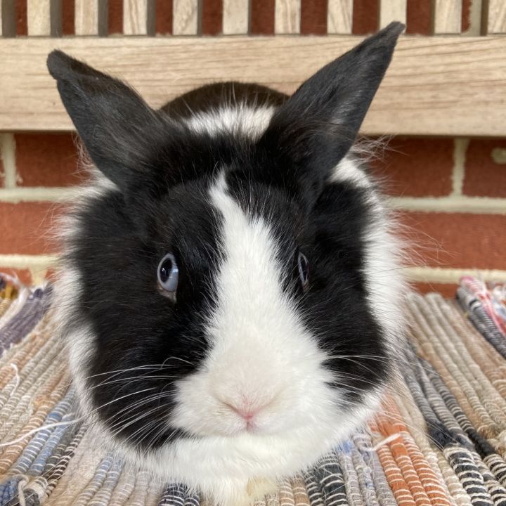 Beau 3
