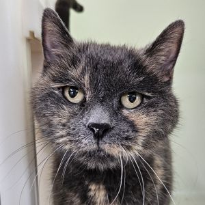 Anne, Senior Female Domestic Short Hair