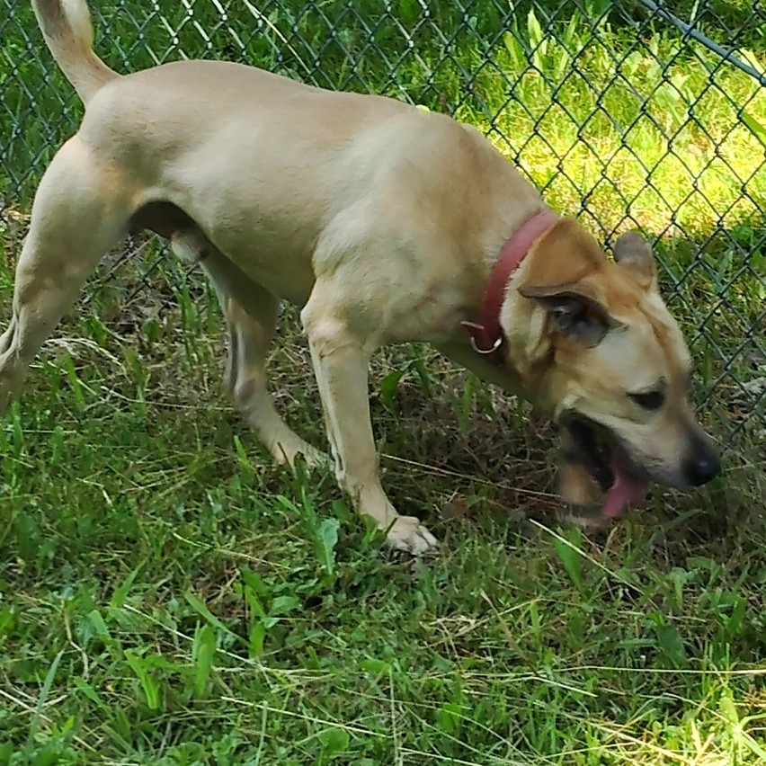 Jake, an adoptable Pit Bull Terrier in Tawas City, MI, 48763 | Photo Image 1