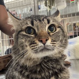 Tobi is currently in foster care and ready for adoption via our virtual process Tobi is a 3-year-ol