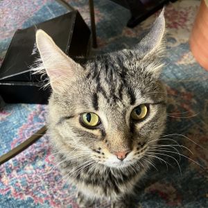 Tobi is currently in foster care and ready for adoption via our virtual process Learn more about hi