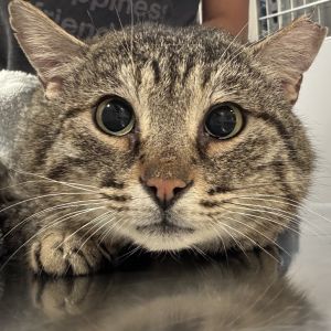 Sprinkle is on site at our adoption center in SoHo Learn about his time in foster care here https