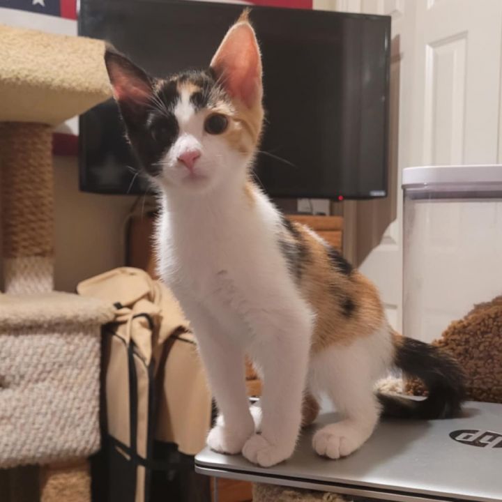 Millie 1
