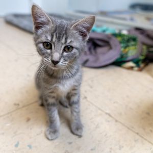 Yzma