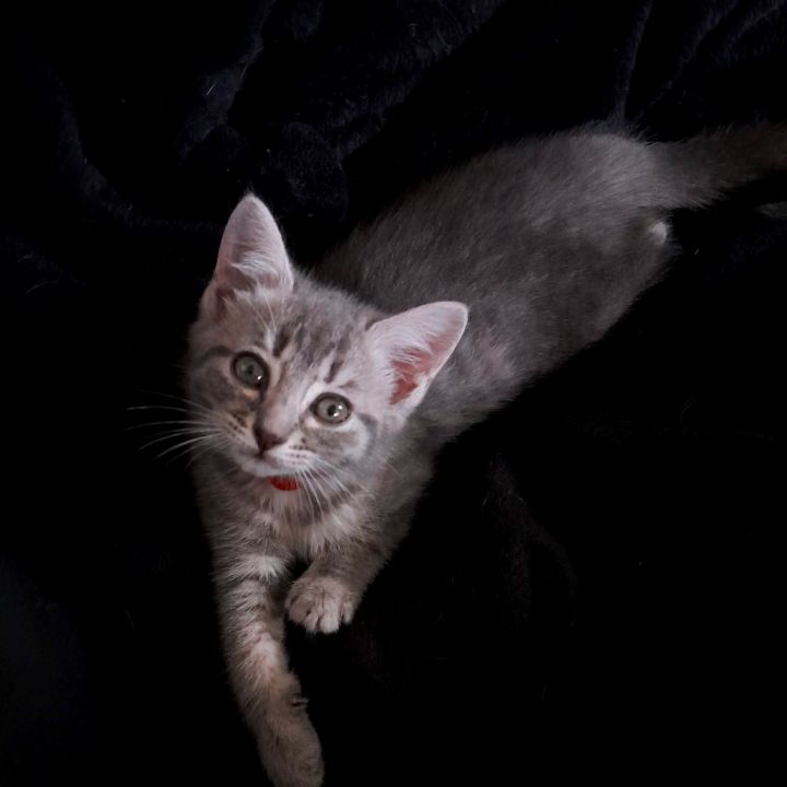 Yzma 3