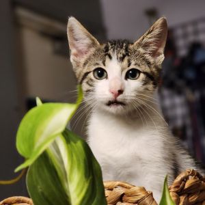Kibey, Baby Male Domestic Short Hair