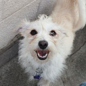 Looking for a dog-friendly pocket size companion to add to your life Look no further little Sixtu
