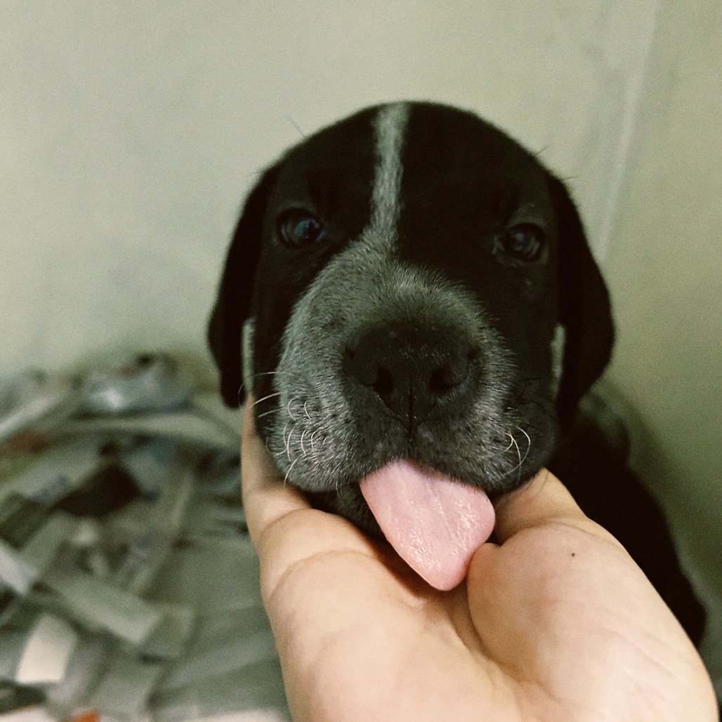 Lelo