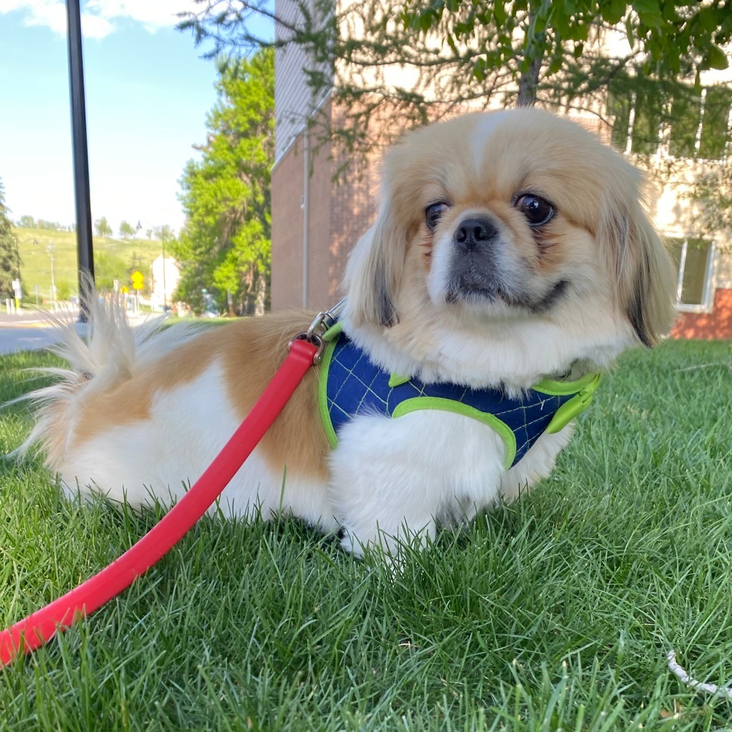 Shelby, an adoptable Pekingese in Calgary, AB, T3C 1W4 | Photo Image 1