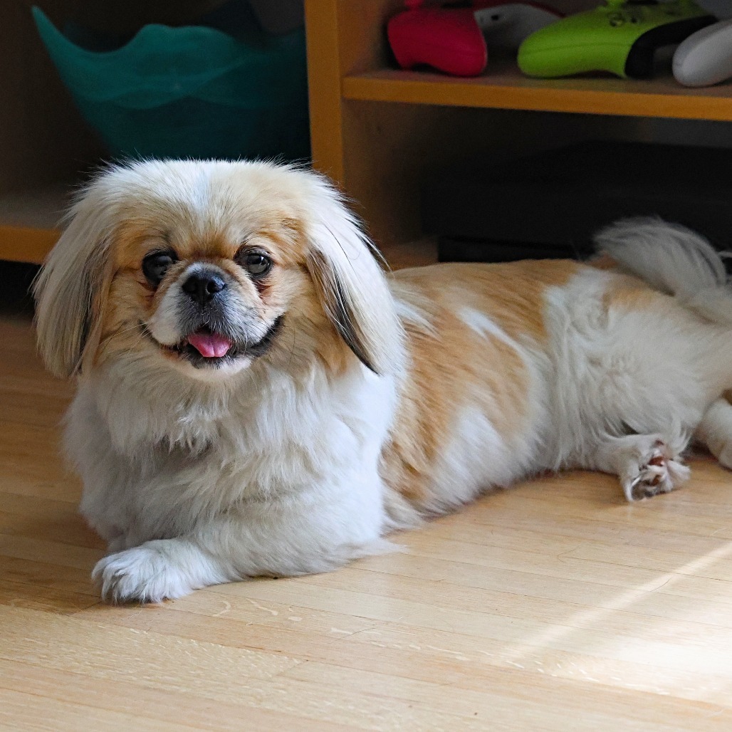 Shelby, an adoptable Pekingese in Calgary, AB, T3C 1W4 | Photo Image 1