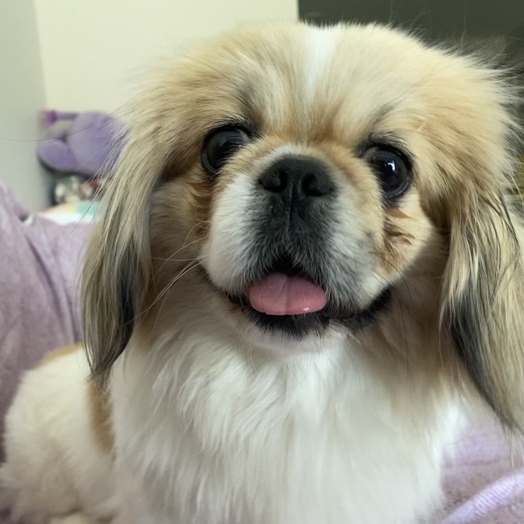 Shelby, an adoptable Pekingese in Calgary, AB, T3C 1W4 | Photo Image 2