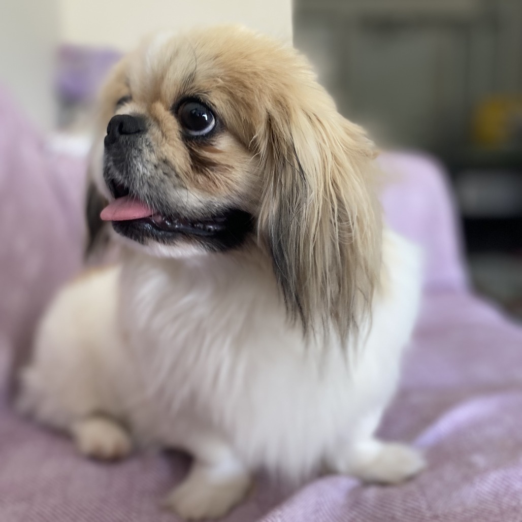 Shelby, an adoptable Pekingese in Calgary, AB, T3C 1W4 | Photo Image 3