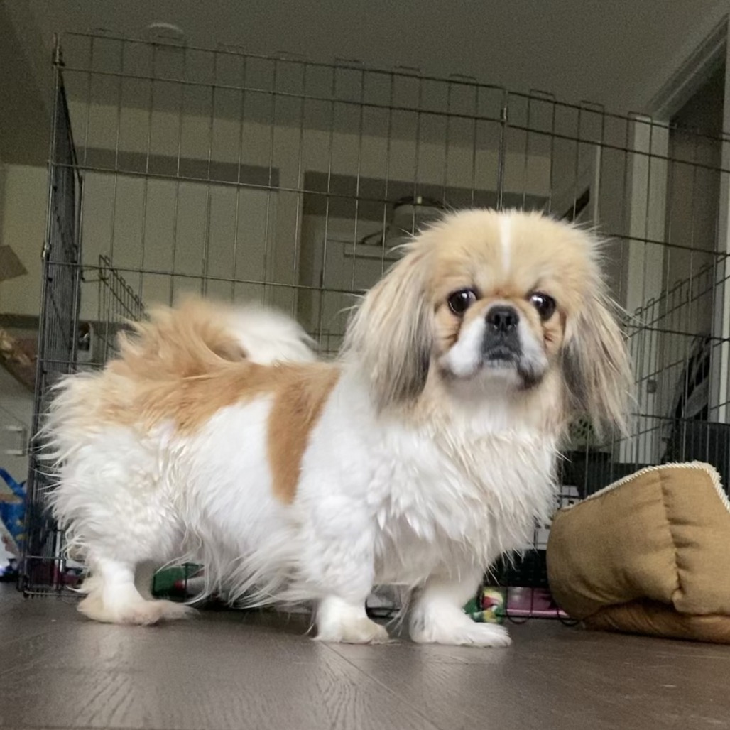 Shelby, an adoptable Pekingese in Calgary, AB, T3C 1W4 | Photo Image 4