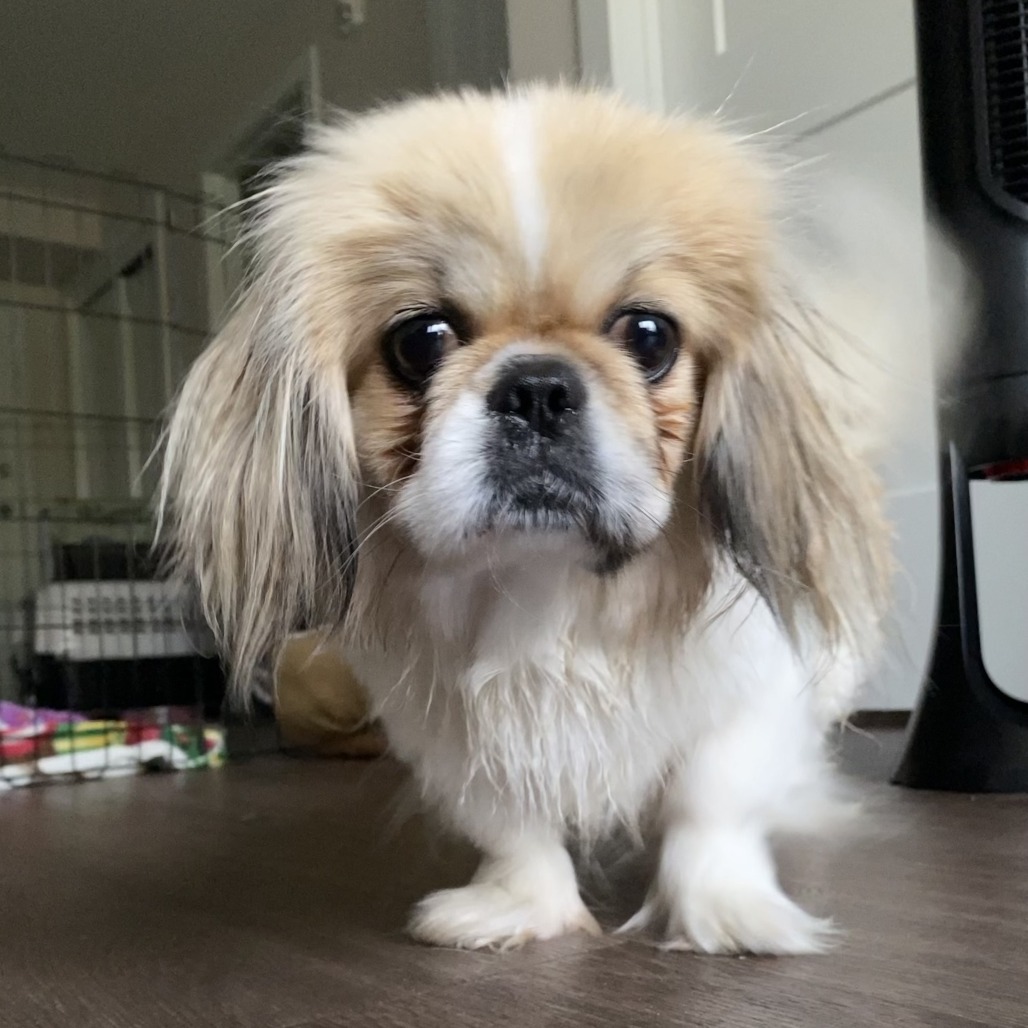 Shelby, an adoptable Pekingese in Calgary, AB, T3C 1W4 | Photo Image 5