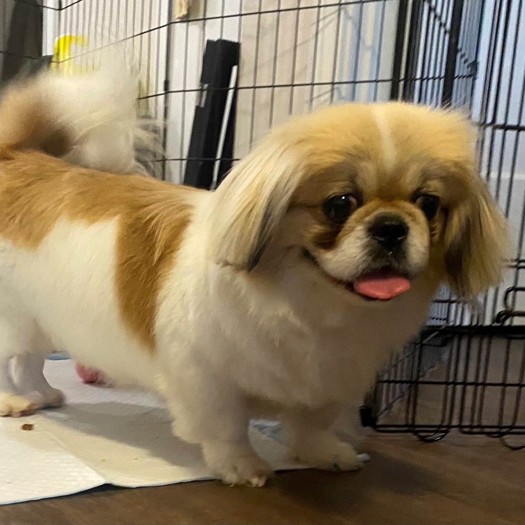 Shelby, an adoptable Pekingese in Calgary, AB, T3C 1W4 | Photo Image 6