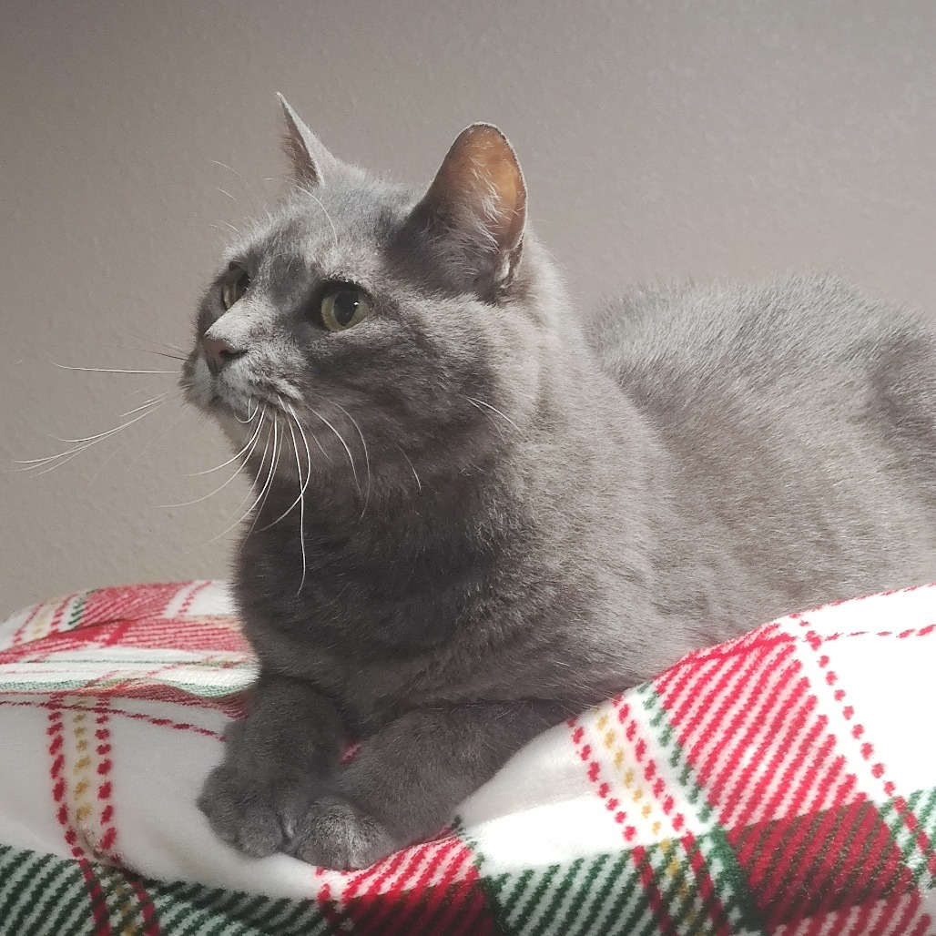 Stormy, an adoptable Domestic Short Hair in Bismarck, ND, 58507 | Photo Image 1