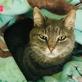 Stormy, an adoptable Domestic Short Hair in Bismarck, ND, 58507 | Photo Image 2