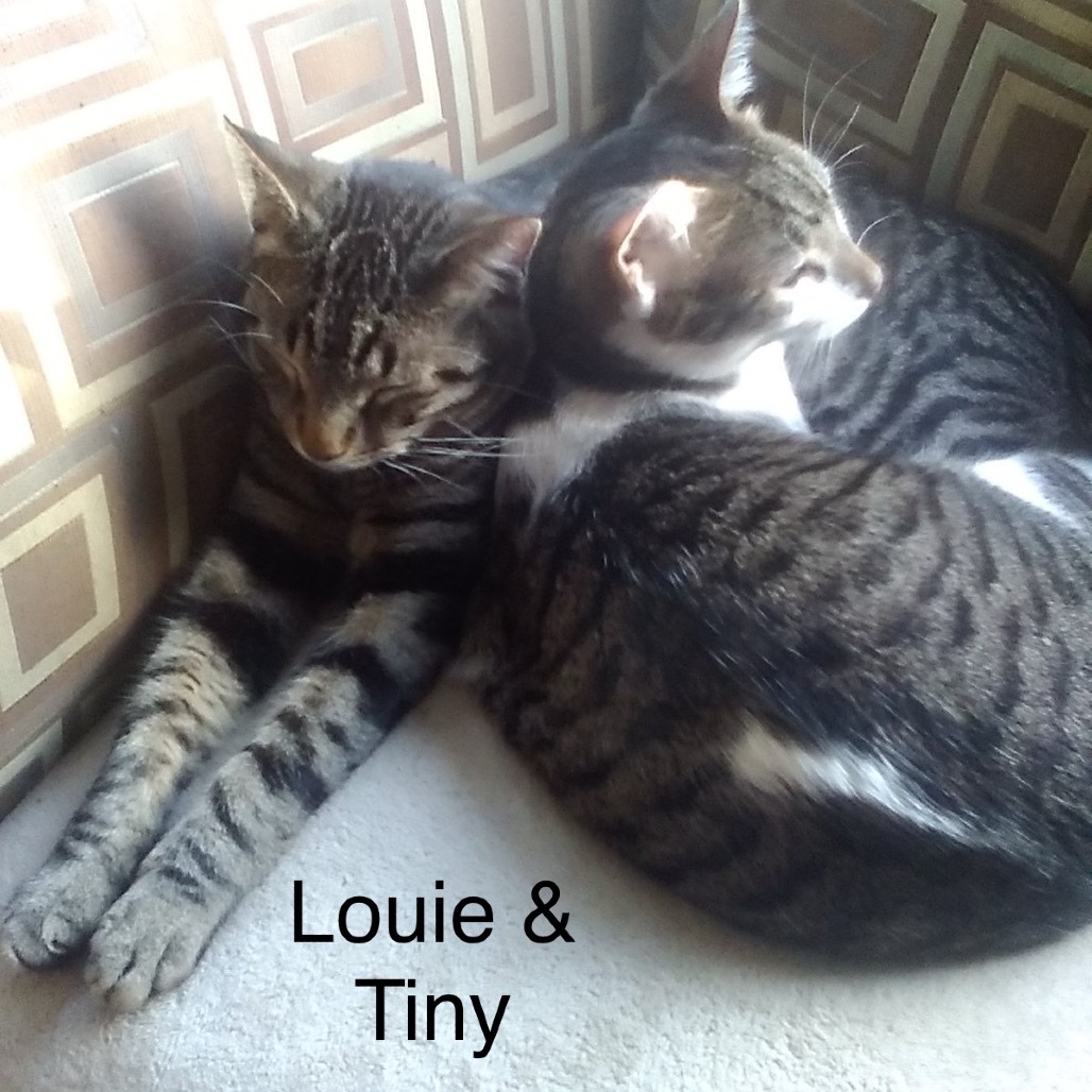 Louie, an adoptable Domestic Short Hair in Bismarck, ND, 58507 | Photo Image 6