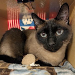 Misty Blue, Senior Female Siamese