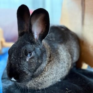 Steph Furry, Young Male American Sable