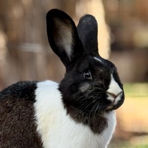 Kareem Abdul Ja-Bun, Young Male Dutch