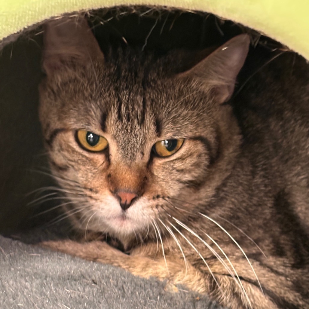 Angus, an adoptable Domestic Short Hair in Midland, TX, 79701 | Photo Image 1