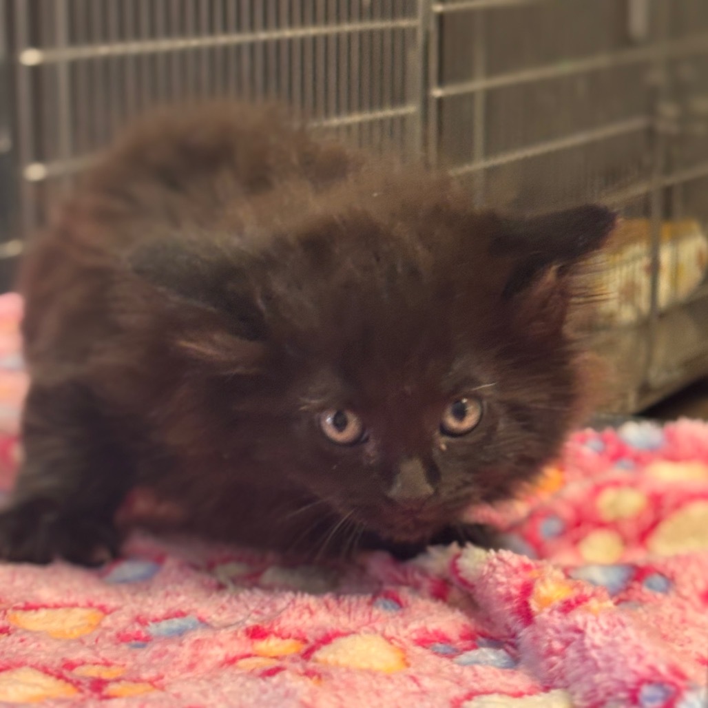 Bolt, an adoptable Domestic Short Hair in Midland, TX, 79701 | Photo Image 1