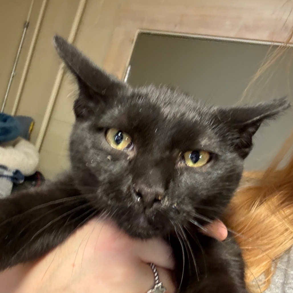 Chunk, an adoptable Domestic Short Hair in Midland, TX, 79701 | Photo Image 1